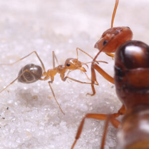 Citrus Honeypot Ants (Myrmecocystus kennedyi)