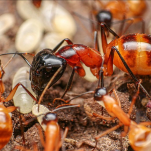 Black Legged Sugar Ants (Camponotus ocreatus)