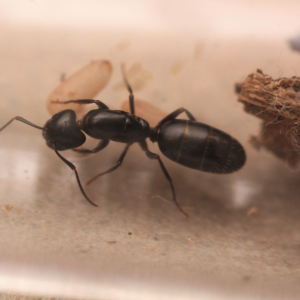 Nearctic Carpenter Ant (Camponotus nearcticus)