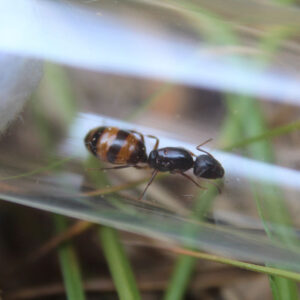 Alternative view of Striped Carpenter Ants (Camponotus subbarbatus)