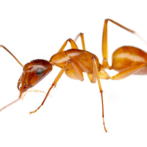 Chestnut Carpenter Ants (Camponotus castaneus)