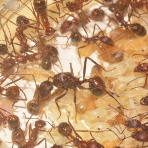 Alternative view of Desert Long-Legged Ants (Novomessor cockerelli)