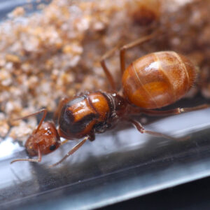 Alternative view of Orange Honeypot Ants (Myrmecocystus wheeleri)