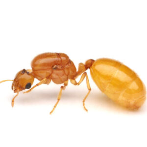 Pergande's Thief Ant (Solenopsis pergandei)