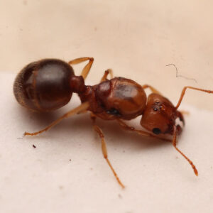 Morris' Big-Headed Ants (Pheidole morrisii)
