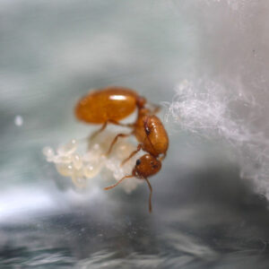 Alternative view of Southwestern Thief Ant (Solenopsis krockowi)