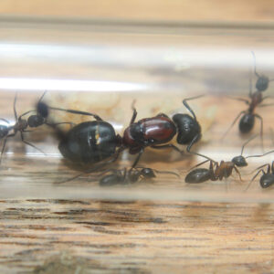 Alternative view of New York Carpenter Ants (Camponotus novaeboracensis)