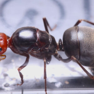 Alternative view of Bicolored Large Honeypot Ants (Myrmecosystus placodops 01)
