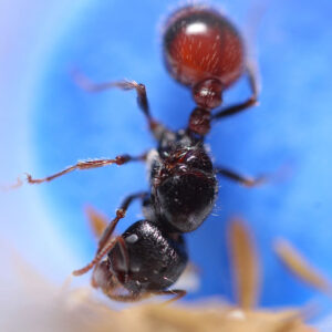Black Harvester Ants (Pogonomyrmex rugosus)