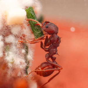 Southwestern Leafcutter Ant (Acromyrmex versicolor)
