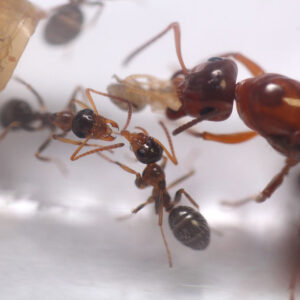 Desert Formica Ants (Formica perpilosa)