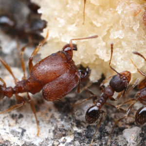 Hairy Big-Headed Ant (Pheidole pilifera)
