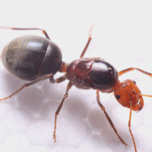 Half Red Honeypot Ants (Myrmecocystus semirufus)