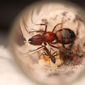 Alternative view of Camponotus socius (Sandhill Carpenter Ant)