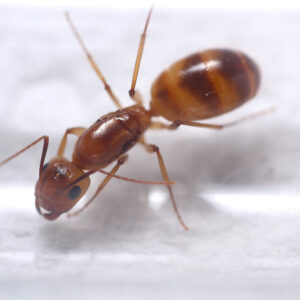 Alternative view of Fraggles Carpenter Ant (Camponotus fragilis)