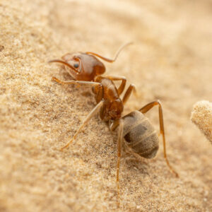 Giant Velvety Ants (Liometopum apiculatum)