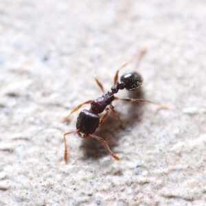 Alternative view of Immigrant Pavement Ants (Tetramorium immigrans)