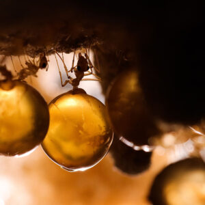 Alternative view of Mimic Honeypot Ant (Myrmecocystus mimicus)
