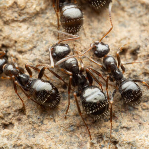 Jet-Black Field Ants (Formica neogagates)