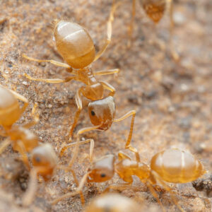 Alternative view of Arid Lasius Ant (Lasius sitiens)