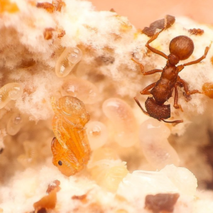 Alternative view of Southwestern Leafcutter Ant (Acromyrmex versicolor)