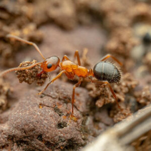 Alternative view of Desert Formica Ants (Formica perpilosa)