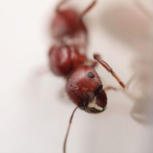 Alternative view of Giant Harvester Ants (Pogonomyrmex barbatus)