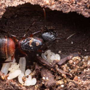 Alternative view of Bicolored Carpenter Ants (Camponotus chromaiodes)