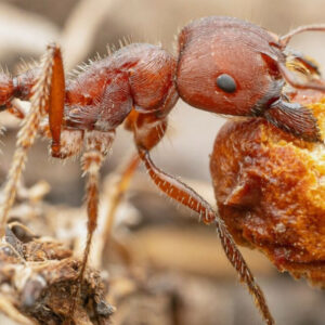 Giant Harvester Ants (Pogonomyrmex barbatus)