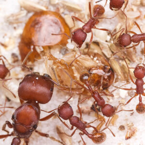 Alternative view of Florida Harvester Ants (Pogonomyrmex badius)