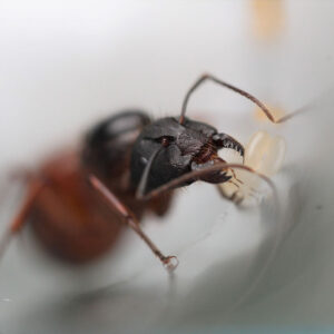 Alternative view of Variable Carpenter Ants (Camponotus vicinus)