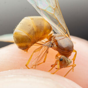 Arid Lasius Ant (Lasius sitiens)