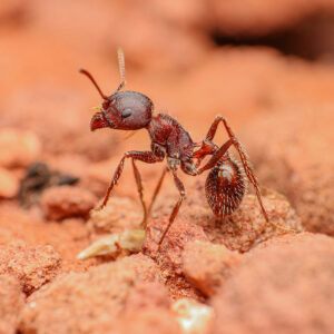 Alternative view of Black Harvester Ants (Pogonomyrmex rugosus)