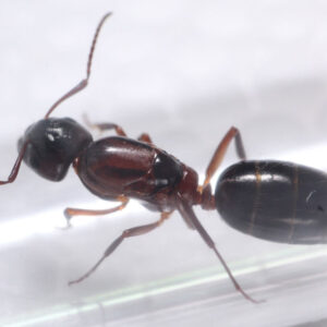 Alternative view of Hyatt's Carpenter Ant (Camponotus hyatti)