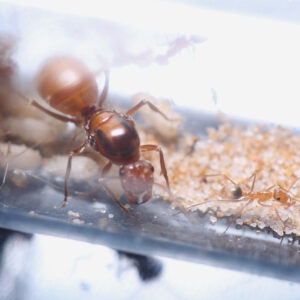 Orange Honeypot Ants (Myrmecocystus wheeleri)