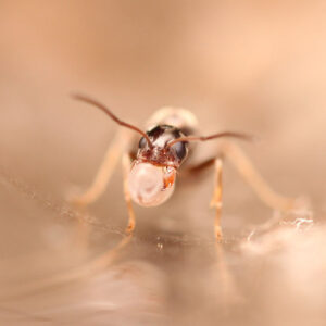 Silver Pyramid Ants (Dorymyrmex grandulus)