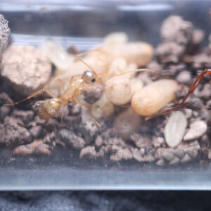 Alternative view of Orange Striped Carpenter Ants (Camponotus sansabeanus)