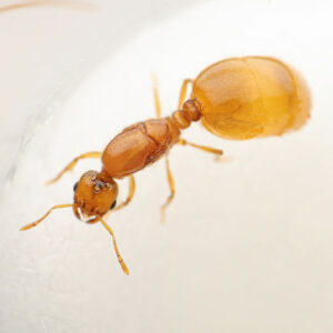 Southwestern Thief Ant (Solenopsis krockowi)
