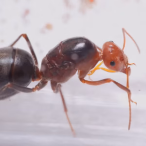Alternative view of Half Red Honeypot Ants (Myrmecocystus semirufus)