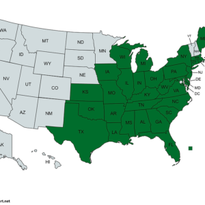 Alternative view of Chestnut Carpenter Ants (Camponotus castaneus)