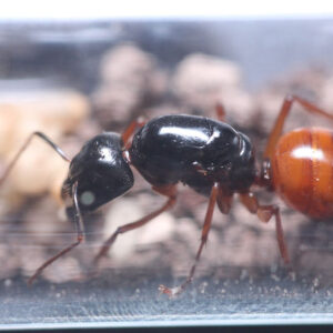 Orange Striped Carpenter Ants (Camponotus sansabeanus)