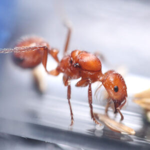 Californian Harvester Ants (Pogonomyrmex californicus)