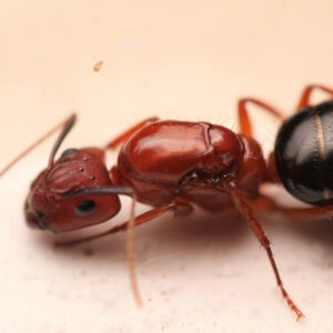 Florida Carpenter Ants (Camponotus floridanus)