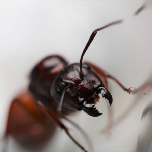 American Sugar Ants (Camponotus americanus)