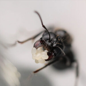 Black Desert Harvester Ants (Veromessor pergandei)