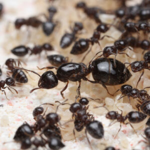 Black Acrobat Ants (Crematogaster cerasi)