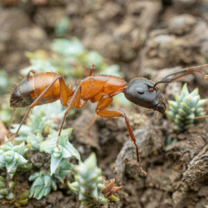 Alternative view of Brick Carpenter Ant (Camponotus semitestaceus)