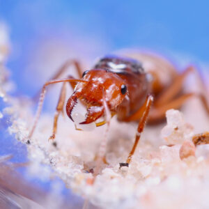 Alternative view of Citrus Honeypot Ants (Myrmecocystus kennedyi)