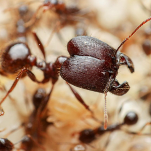 Massive Big-Headed Ants (Pheidole rhea)