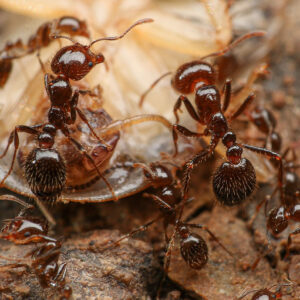 Alternative view of Southern Fire Ants (Solenopsis xyloni)